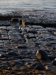 FZ011992 Rock on Llantwit Major beach in the morning sun.jpg